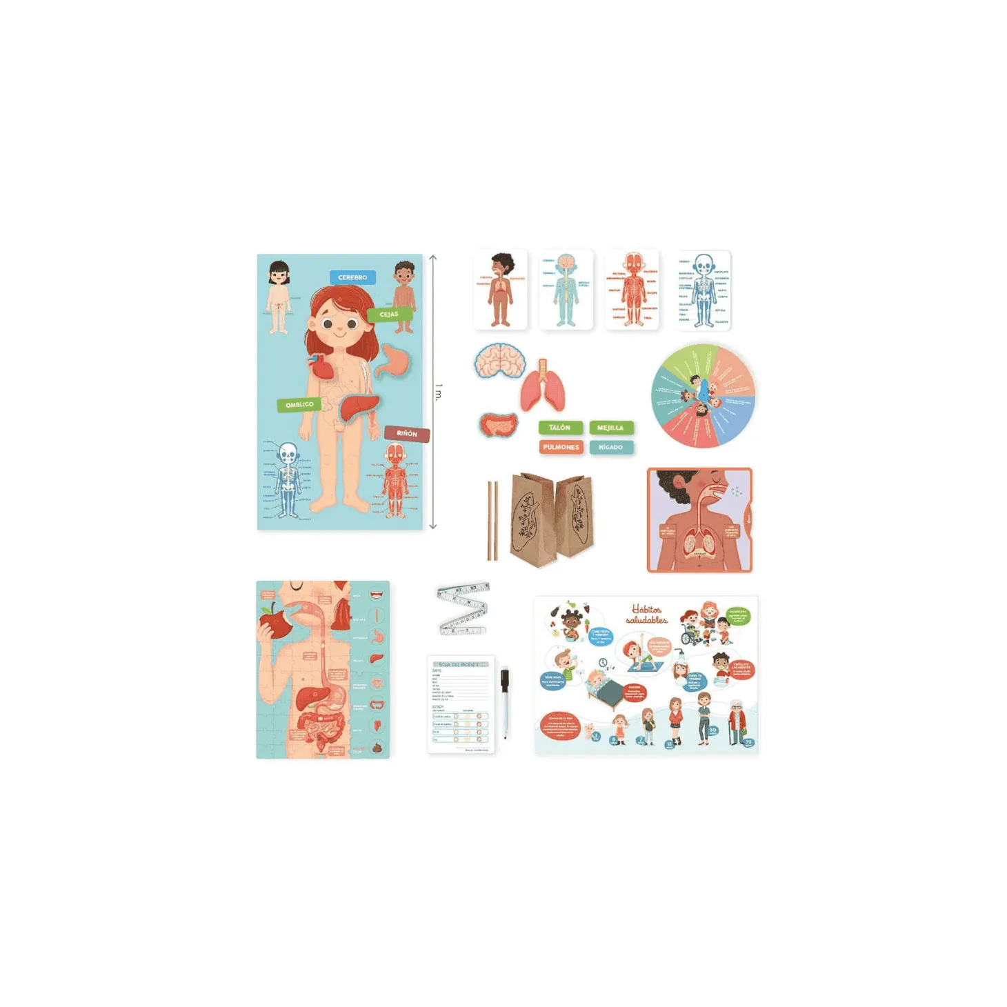 Aprendo en positivo el cuerpo humano