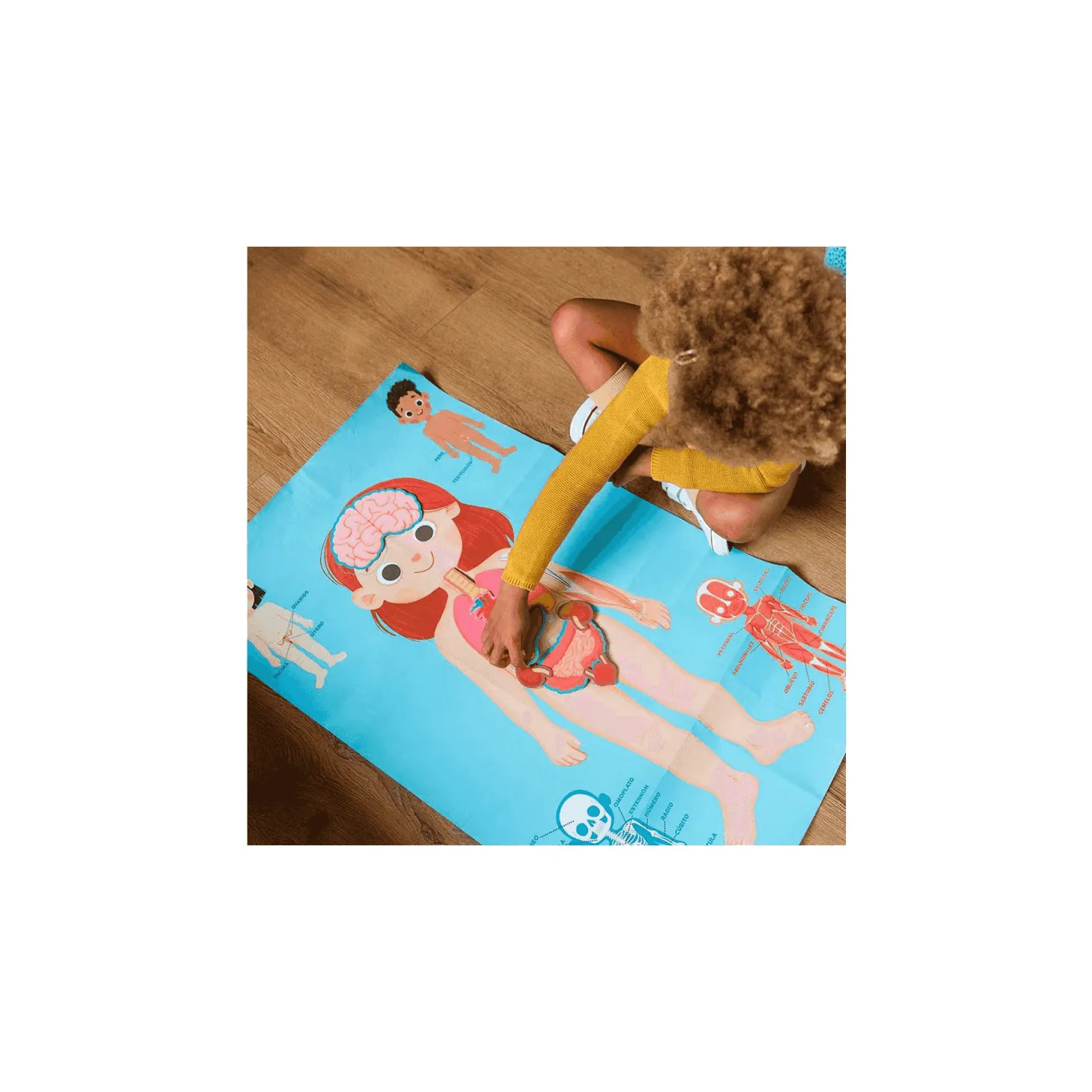 Aprendo en positivo el cuerpo humano