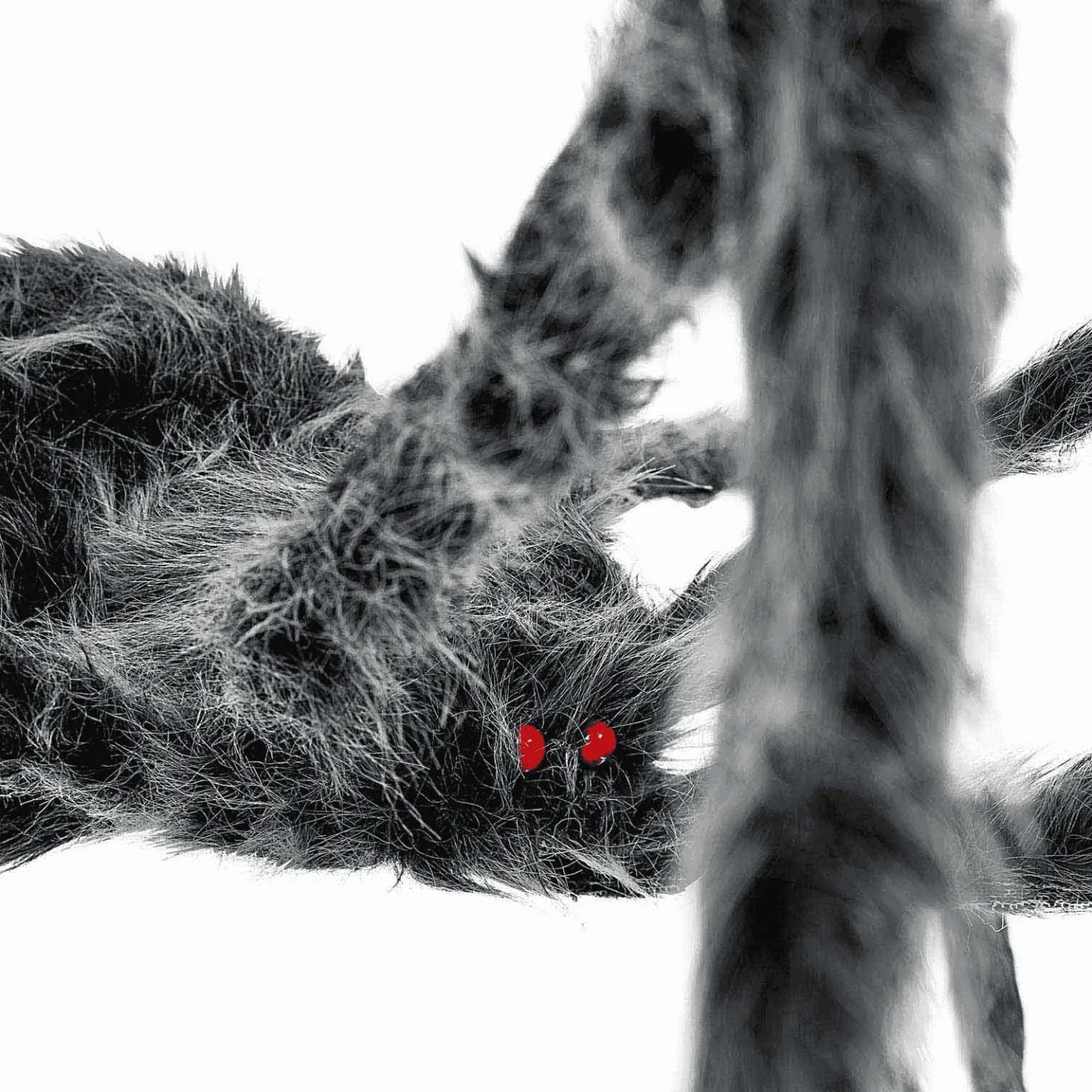 Araña Gigante color gris para disfraz