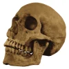 Calavera Cráneo para disfraz