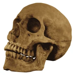 Calavera Cráneo para disfraz