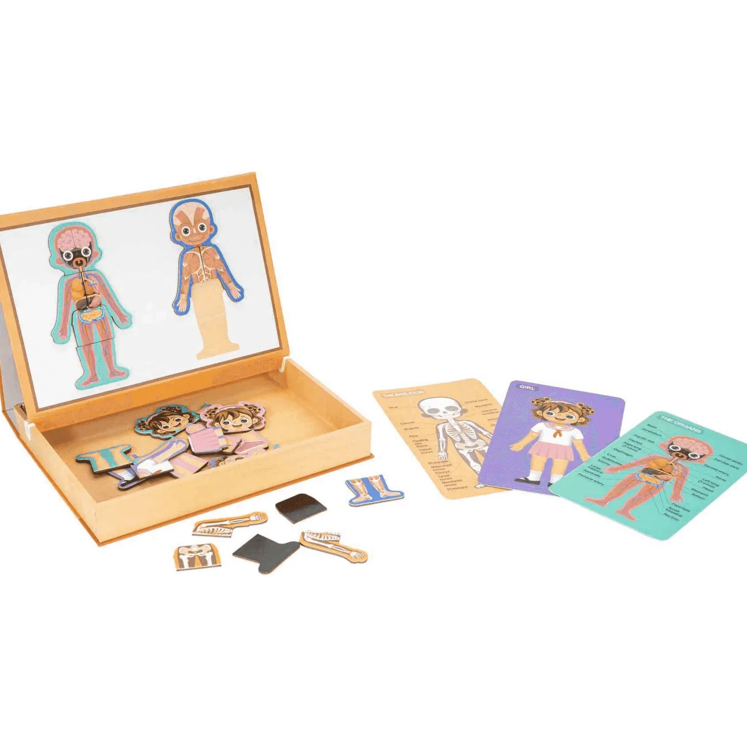 Maletín de Aprendizaje El Cuerpo Humano